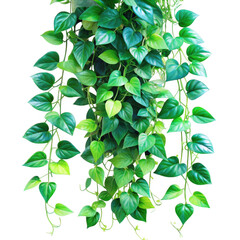 3d lush green hanging plant isolated on transparent background