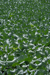 群馬県嬬恋村のキャベツ畑