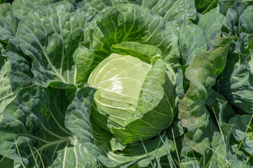 収穫間近の畑のキャベツ