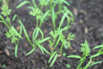 Sowing carrot in pots on the terrace of the house