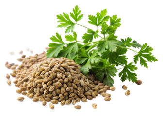 Parsley seeds isolated on white background