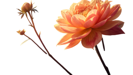 Radiant coral golden yellow flower petals blooming isolated on a transparent background image