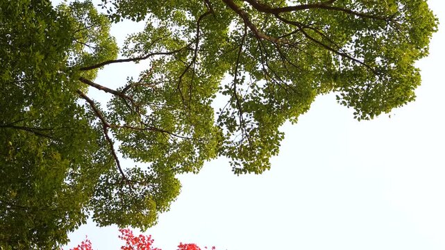 紅葉した楓の大木をティルトダウンで撮影した4K動画