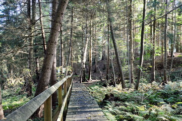 Trail in Autumn in the Heath Lüneburger Heide in the Town Bad Fallingbostel, Lower Saxony