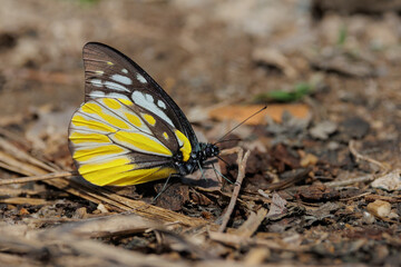 The Spotted Sawtooth butterfly feeding on the wet dirt