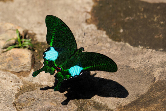 The Paris Peacock butterfly flying