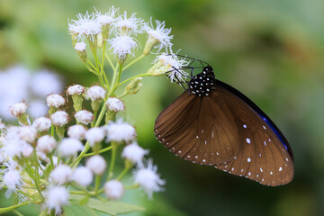 The Double-Branded Blue Crow butterfly gathering pollen on flowers
