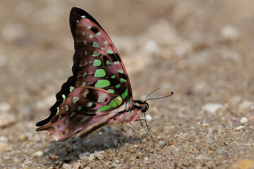 The Tailed Jay butterfly feeding on the wet dirt