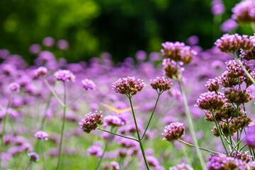 Close-up of purple verbena flowers blooming in spring.