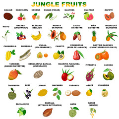Fruits of the jungle, a vector set of all the natural treats of the Amazon.