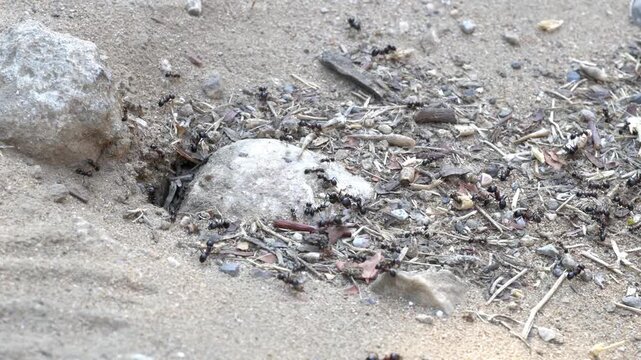 Active Harvester Ants (Messor) Moving Around Nest Entrance in Greece