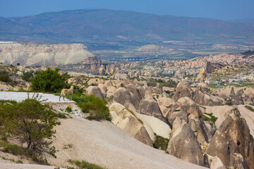 Stray dog standing on the edge of a cliff at Nevsehir Province in Cappadocia, Turkey. Mountain summer landscape of Goreme National Park and the Rock Sites of Cappadocia, Turkey