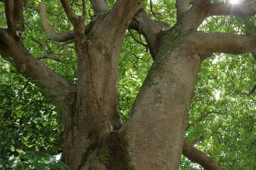 大木の幹と空を覆う葉