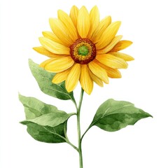 Fototapeta premium Detailed illustration of a sunflower. Bright yellow petals surround a dark-orange center. Two large, light green leaves are attached to a slender stem. Isolated on white background