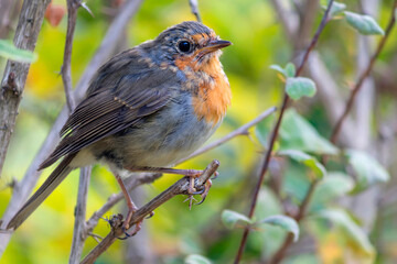 A young robin bird sits on a tree branch.
