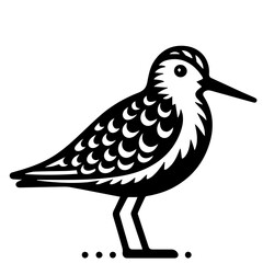 Illustration of a shorebird with detailed feather patterns and a long beak standing on the ground