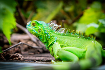 green lizard on a tree