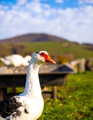 A white goose with a red beak stands in a grassy field with a blurry background of hills and other geese