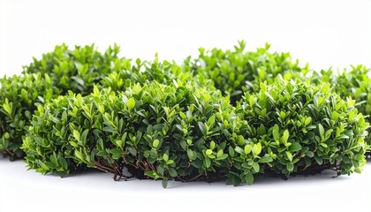 Cluster of green boxwood shrubs with dense glossy leaves on white background.