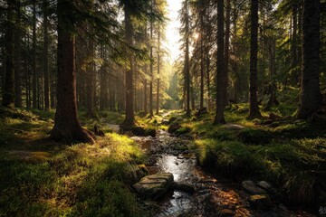 Obraz premium Sunlight streams through a tranquil forest