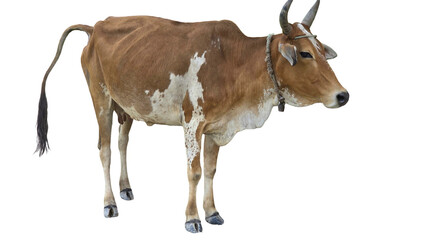 Desi Cow Isolated on a White Background with Copy Text Space. Traditional Domestic Cattle Element for Farm Posters, Cultural Themes, and Nature-Inspired Designs. PNG File