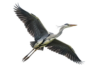 Obraz premium Majestic Grey Heron in Flight: Perfect for Nature, Wildlife, and Bird Photography Projects isolated on transparent background