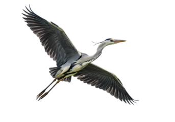 Majestic Grey Heron in Flight: Perfect for Nature, Wildlife, and Bird Photography Projects isolated on transparent background