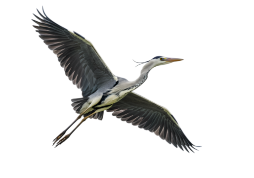 Majestic Grey Heron in Flight: Perfect for Nature, Wildlife, and Bird Photography Projects isolated on transparent background