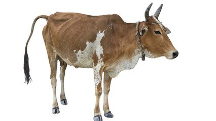 Desi Cow Isolated on a White Background with Copy Text Space. Traditional Domestic Cattle Element for Farm Posters, Cultural Themes, and Nature-Inspired Designs. PNG File