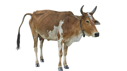 Desi Cow Isolated on a White Background with Copy Text Space. Traditional Domestic Cattle Element for Farm Posters, Cultural Themes, and Nature-Inspired Designs. PNG File