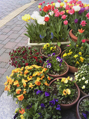 The container gardening by pansy and tulip flowers on the road / 春を彩る路上の寄せ植えコンテナの一例～パンジーとチューリップの寄せ植え
