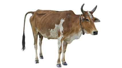 Desi Cow Isolated on a White Background with Copy Text Space. Traditional Domestic Cattle Element for Farm Posters, Cultural Themes, and Nature-Inspired Designs. PNG File