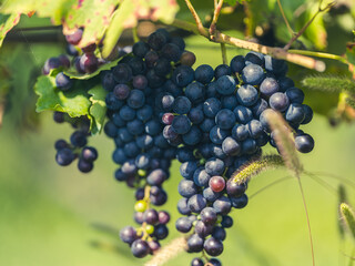 blue grapes in green vineyard 
