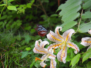 ヤマユリの蜜を吸うアサギマダラ