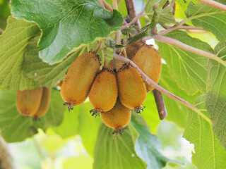 気に実ったキウイフルーツ