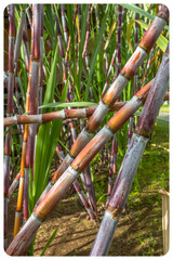 Cannes &agrave; sucre 