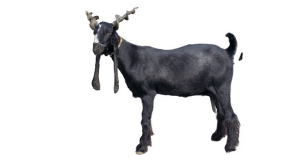 Daira Din Panah Goat (Capra aegagrus hircus) Isolated on a White Background with Copy Text Space. Traditional Domestic Goat Breed Element for Farm Posters, Cultural Themes, and Nature-Inspired Designs