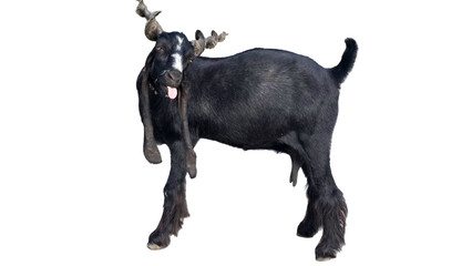 Daira Din Panah Goat (Capra aegagrus hircus) Isolated on a White Background with Copy Text Space. Traditional Domestic Goat Breed Element for Farm Posters, Cultural Themes, and Nature-Inspired Designs