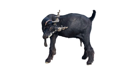 Daira Din Panah Goat (Capra aegagrus hircus) Isolated on a White Background with Copy Text Space. Traditional Domestic Goat Breed Element for Farm Posters, Cultural Themes, and Nature-Inspired Designs