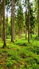 Fototapeta premium Lush green forest floor