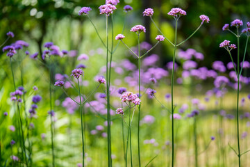 Close-up of purple verbena flowers blooming in spring.