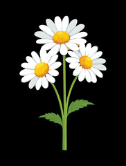 Fototapeta premium A beautiful graphic design of three white daisies with strong visual contrast