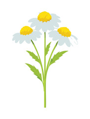  A beautiful and realistic illustration of a small bouquet of daisies with leaves