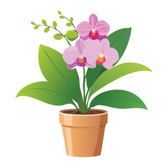 A beautiful pink and purple Phalaenopsis orchid plant with multiple blossoms in a terracotta pot, a vibrant and elegant floral illustration for spring and home decor projects