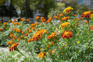 公園の可憐な花
