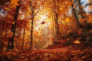 Autumnal forest path (1)