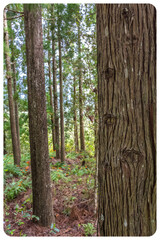 Naklejka premium Forêt de cryptoméria, île de la Réunion 