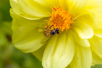 Abeille butineuse sur fleur