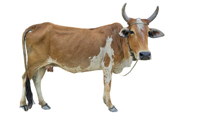 Desi Cow Isolated on a White Background with Copy Text Space. Traditional Domestic Cattle Element for Farm Posters, Cultural Themes, and Nature-Inspired Designs. PNG File