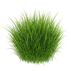 A clump of green grass blades upright against a white backdrop
